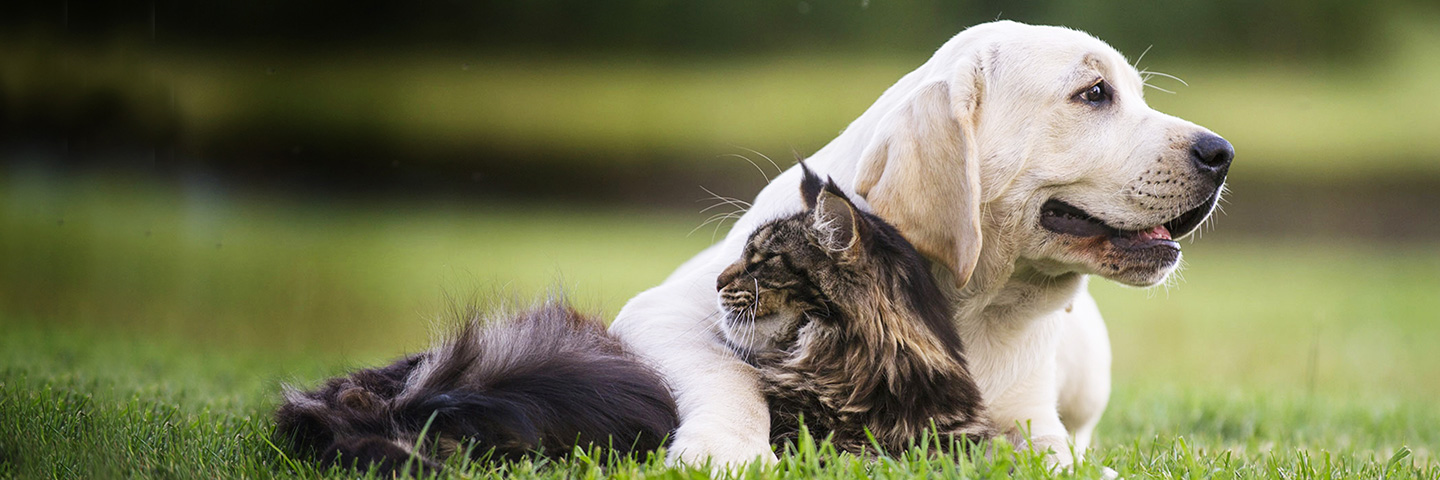 DogWatch of Toledo and Northwest Ohio, Fort Wayne, Indiana | Cat Fences Slider Image